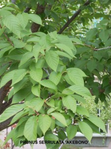 Prunus serrulata 'Akebono' - foliage